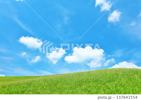 爽やかな夏の青空と新緑の草原風景 爽やかな夏の青空と新緑の草原風景 137641554