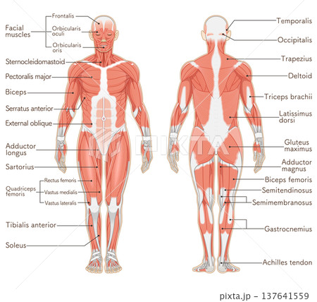 全身の筋肉 正面と背面 Full body muscles front and back 137641559