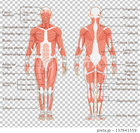 全身の筋肉 正面と背面 Full body muscles front and back 137641559