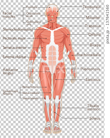 全身の筋肉 正面 Full body muscles front illustration 全身の筋肉 正面 Full body muscles front illustration 137641560