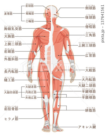 全身の筋肉 正面と背面 Full body muscles front and back 137641561