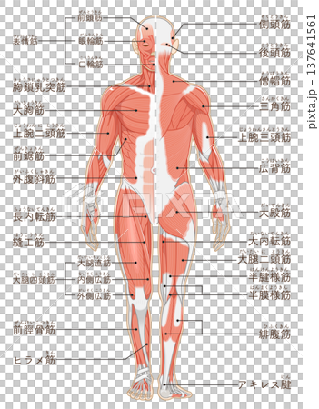 全身の筋肉 正面と背面 Full body muscles front and back 137641561