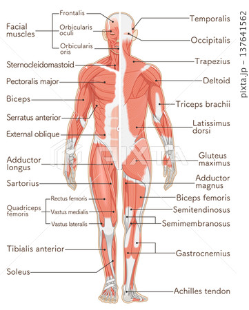全身の筋肉 正面と背面 Full body muscles front and back 全身の筋肉 正面と背面 Full body muscles front and back 137641562