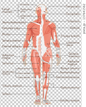 全身の筋肉 正面と背面 Full body muscles front and back 全身の筋肉 正面と背面 Full body muscles front and back 137641562