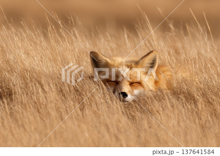 Wild Red Fox Napping Peacefully in Tall Golden Meadow Grass under Soft Sunlight Wild Red Fox Napping Peacefully in Tall Golden Meadow Grass under Soft Sunlight 137641584