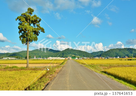 田園の一本杉 田園の一本杉 137641653