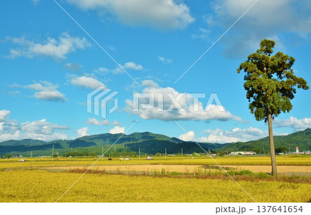 田園の一本杉 137641654