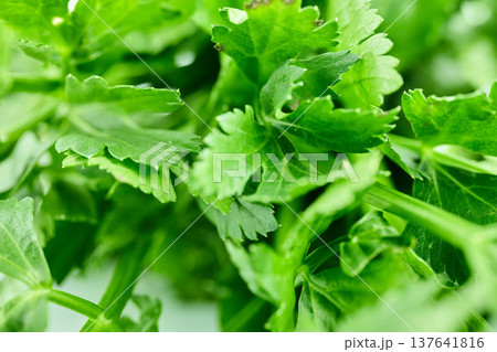 A detailed macro close-up showing the vibrant texture and veins of fresh green parsley leaves 137641816