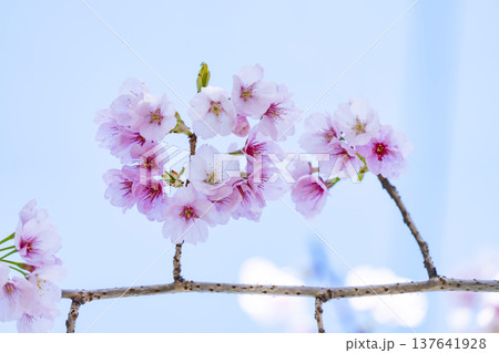 青空バックの桜 青空バックの桜 137641928