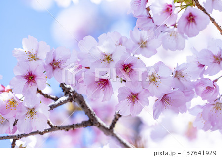 青空バックの桜 青空バックの桜 137641929