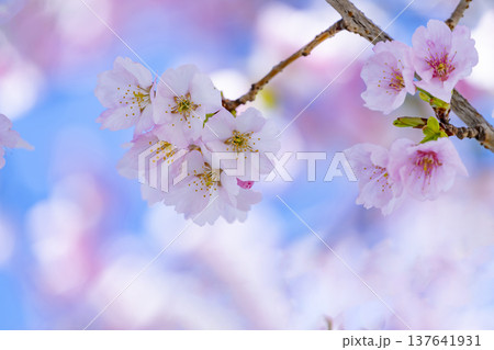 青空バックの桜 137641931