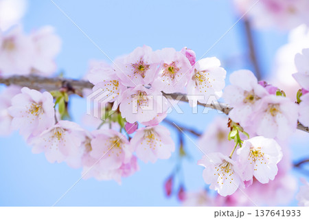 青空バックの桜 137641933