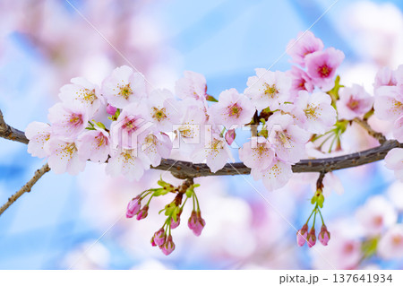 青空バックの桜 137641934
