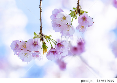 青空バックの桜 137641935