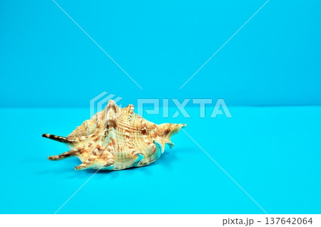 Spider Shell Blue Copy Space Spider Shell Blue Copy Space 137642064