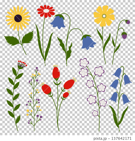 Wildflower Botanical Flower Illustration Set 137642171