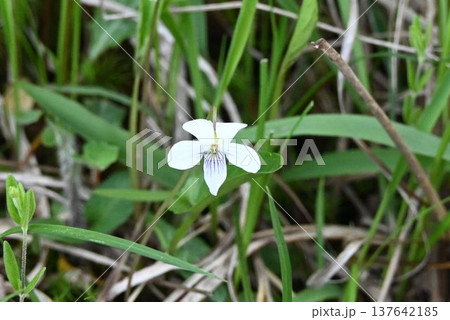 美ヶ原高原八島ヶ原湿原で見た白色の花弁に紫色の筋が入った綺麗なシロスミレ 美ヶ原高原八島ヶ原湿原で見た白色の花弁に紫色の筋が入った綺麗なシロスミレ 137642185