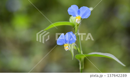 空色のツユクサの花2輪 空色のツユクサの花2輪 137642289