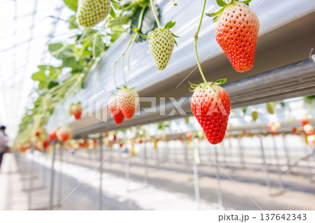 ビニールハウスで実る色づき始めのいちご 137642343