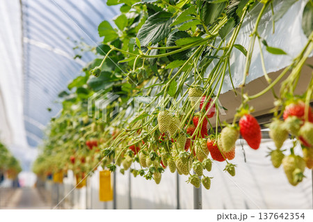 ビニールハウスで実る色づき始めのいちご 137642354