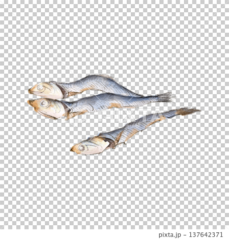 Hand-drawn illustration of dried sardines Hand-drawn illustration of dried sardines 137642371