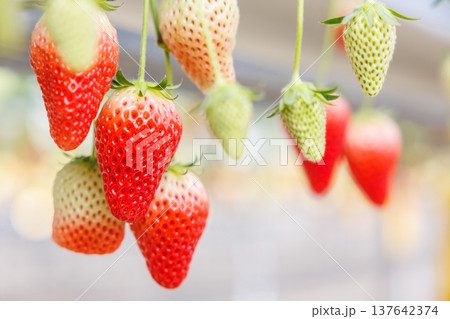 ビニールハウスで実る色づき始めのいちご ビニールハウスで実る色づき始めのいちご 137642374