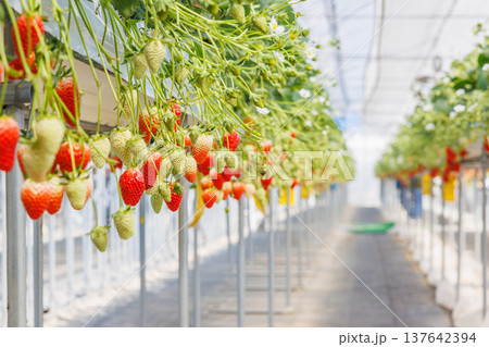 ビニールハウスで実る色づき始めのいちご 137642394