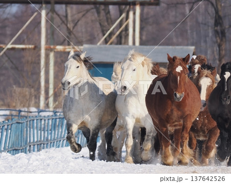 十勝牧場の馬追い運動　2026年 137642526