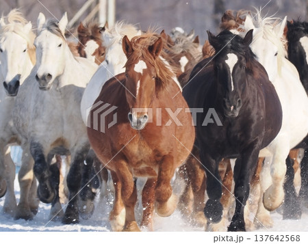 十勝牧場の馬追い運動 2026年 十勝牧場の馬追い運動 2026年 137642568