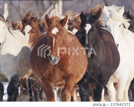 十勝牧場の馬追い運動　2026年 137642572