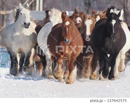 十勝牧場の馬追い運動　2026年 137642575