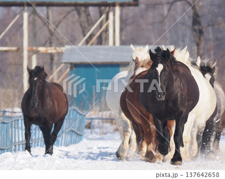 十勝牧場の馬追い運動 2026年 十勝牧場の馬追い運動 2026年 137642658