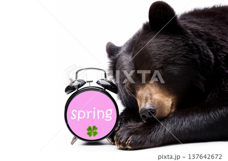 春になり冬眠から目覚めそうな熊 137642672