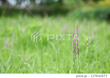 ネジバナの花 137642673