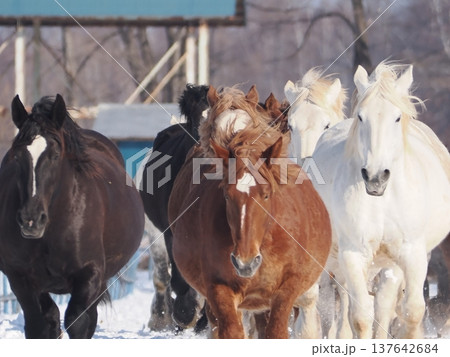十勝牧場の馬追い運動　2026年 137642684