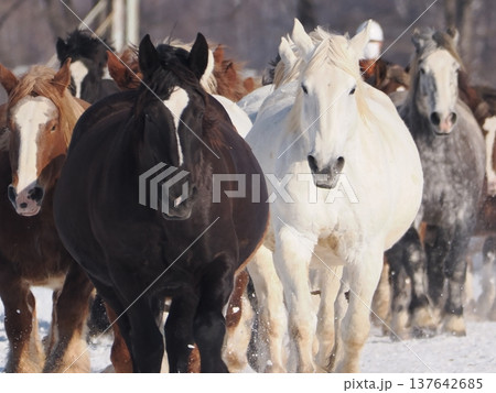 十勝牧場の馬追い運動　2026年 137642685
