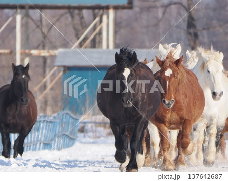 十勝牧場の馬追い運動　2026年 137642687