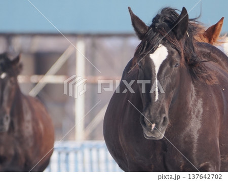 十勝牧場の馬追い運動 2026年 十勝牧場の馬追い運動 2026年 137642702