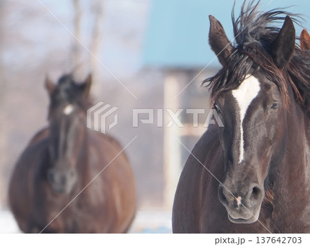 十勝牧場の馬追い運動 2026年 十勝牧場の馬追い運動 2026年 137642703