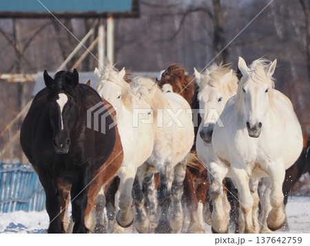 十勝牧場の馬追い運動 2026年 十勝牧場の馬追い運動 2026年 137642759