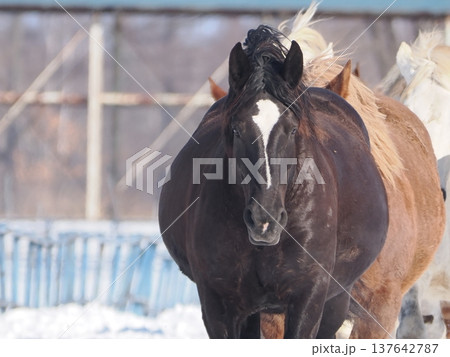 十勝牧場の馬追い運動　2026年 137642787