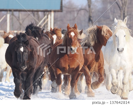 十勝牧場の馬追い運動　2026年 137642814