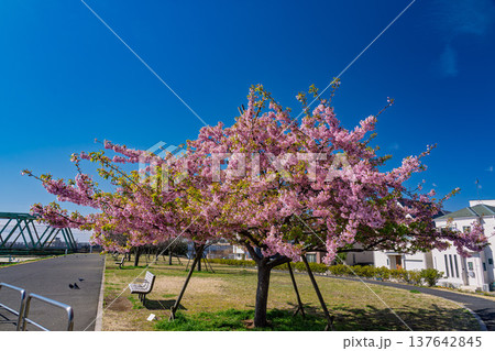 青空に映える河津桜 137642845