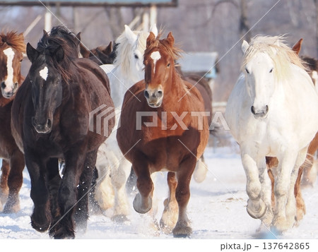 十勝牧場の馬追い運動　2026年 137642865
