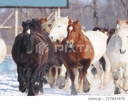 十勝牧場の馬追い運動　2026年 137642870