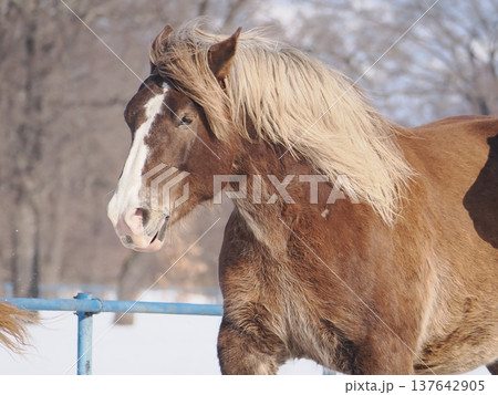 十勝牧場の馬追い運動　2026年 137642905