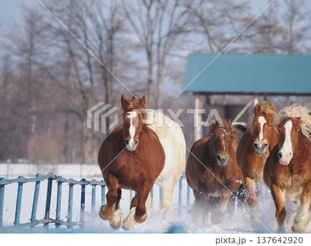 十勝牧場の馬追い運動　2026年 137642920