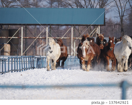 十勝牧場の馬追い運動 2026年 十勝牧場の馬追い運動 2026年 137642921