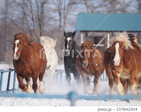 十勝牧場の馬追い運動　2026年 137642934