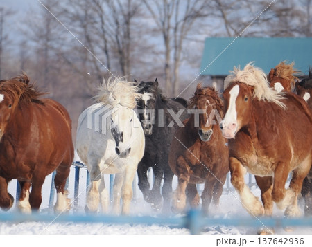 十勝牧場の馬追い運動 2026年 十勝牧場の馬追い運動 2026年 137642936